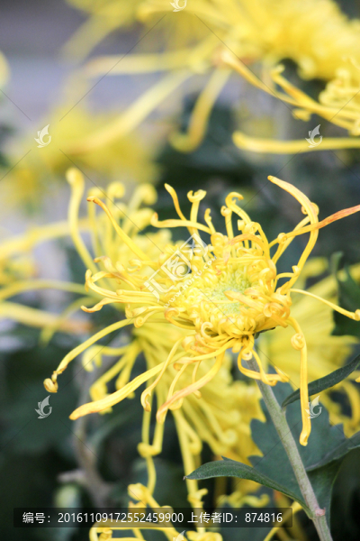 菊花