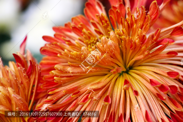 菊花