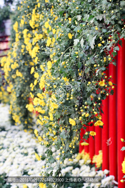 菊花