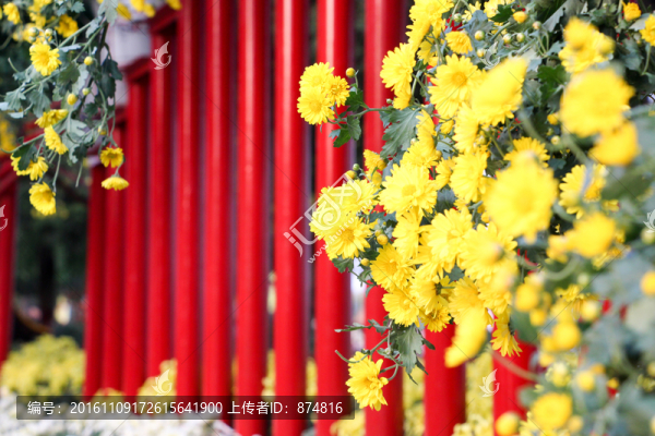 菊花