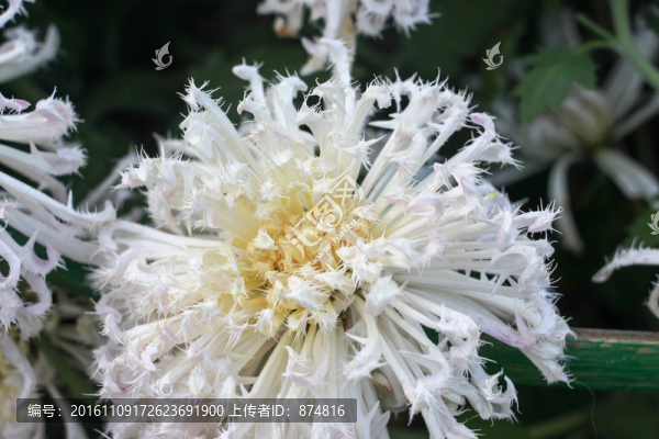 菊花