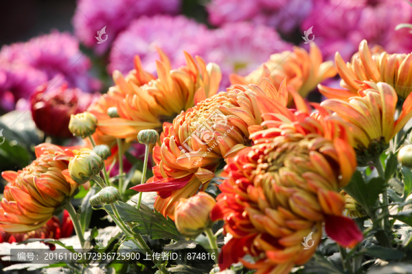 菊花