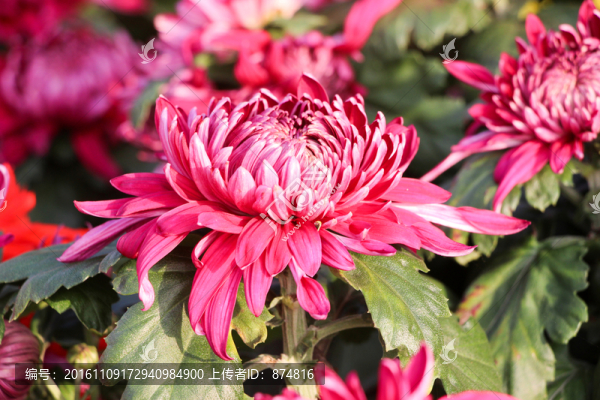 菊花