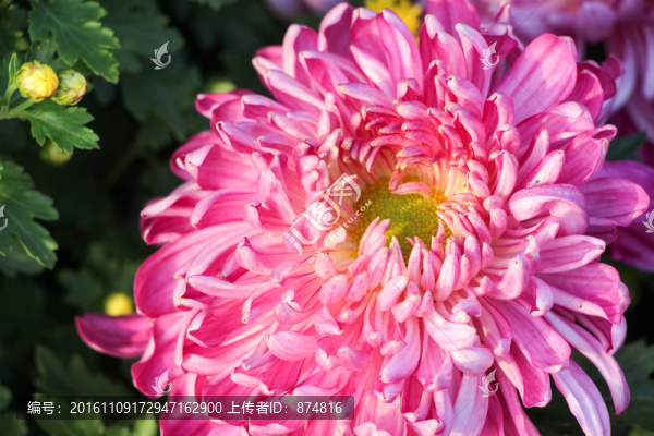 菊花