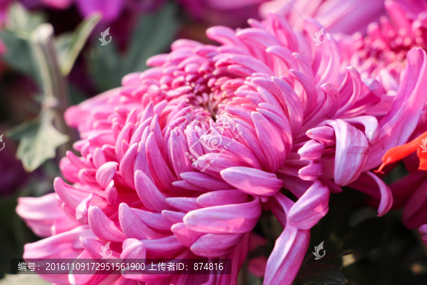 菊花