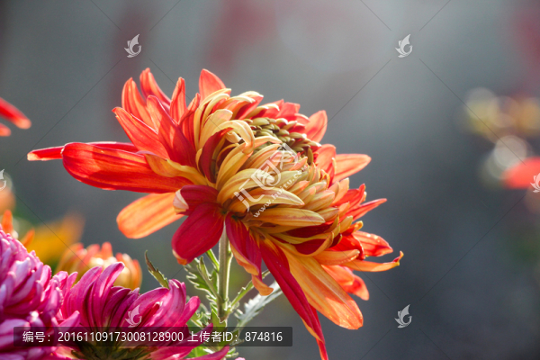 菊花