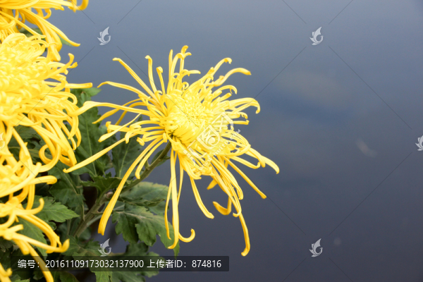 菊花