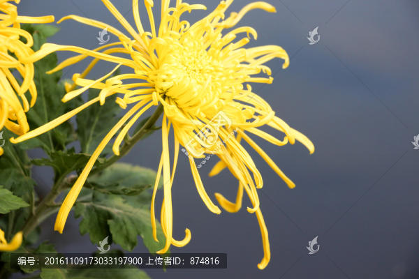 菊花