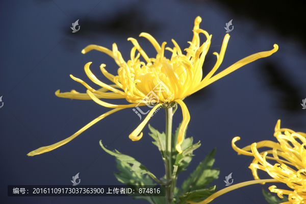 菊花