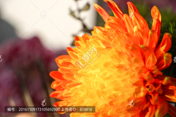 菊花