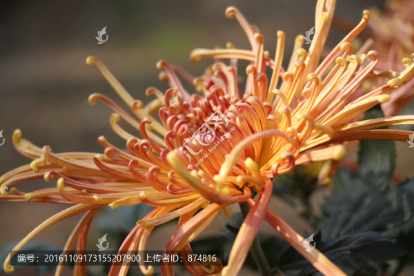 菊花