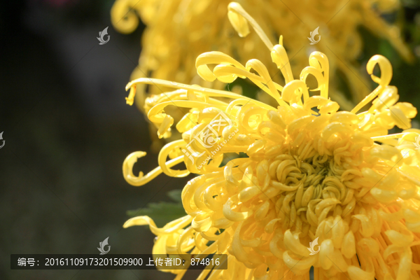 菊花