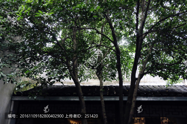 樹(shù),矛盾故居