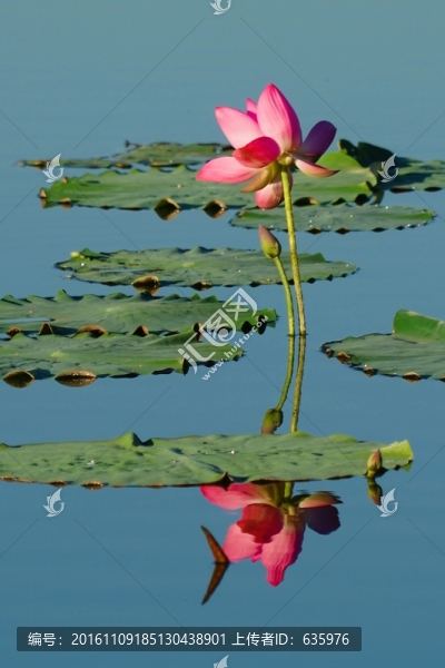 合花