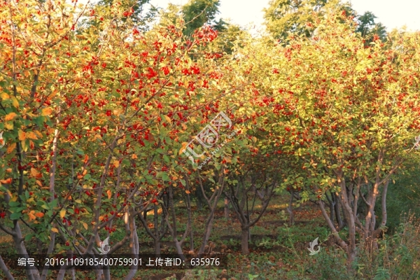 風(fēng)光