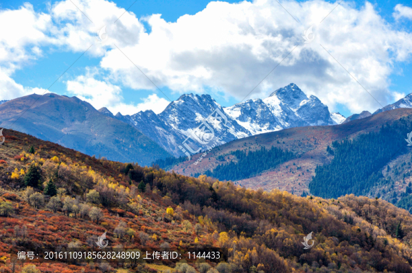 彩林雪山