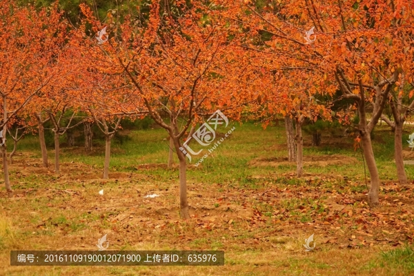 風(fēng)景