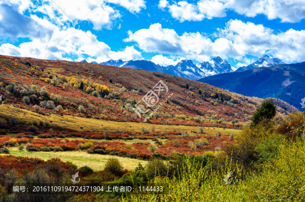 彩林雪山