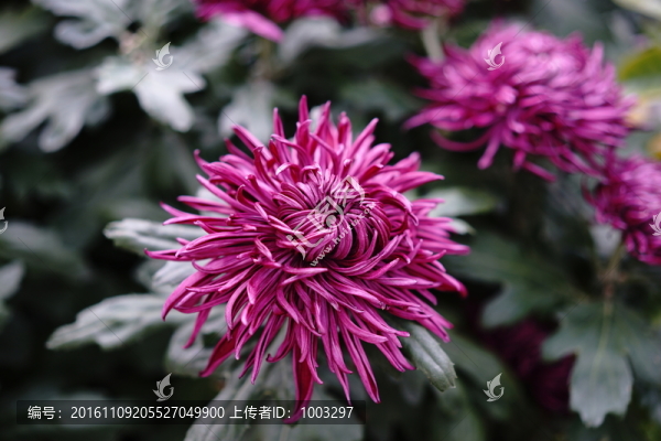 菊花