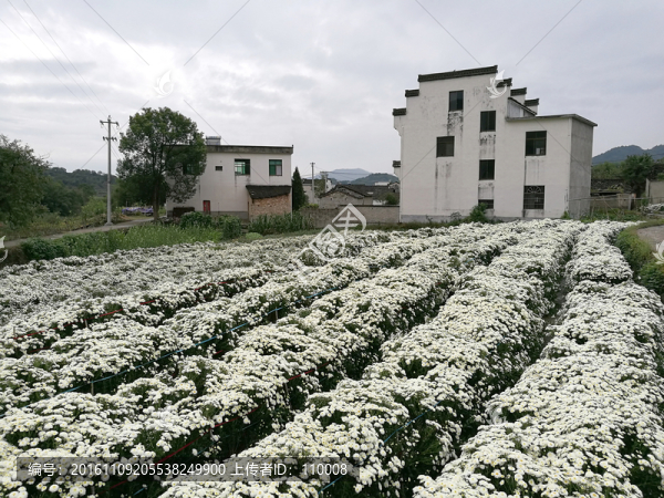菊花種植