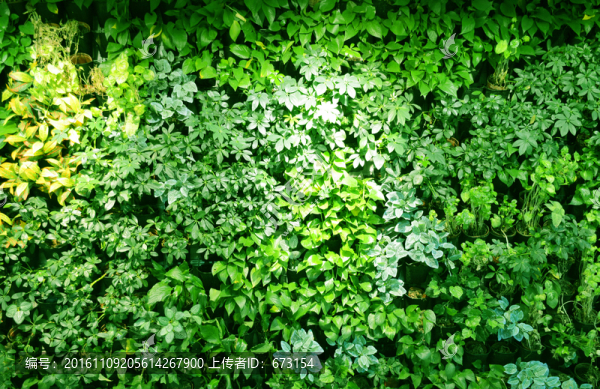 綠植墻