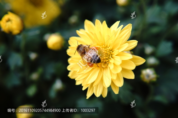 菊花