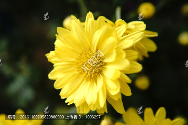 菊花