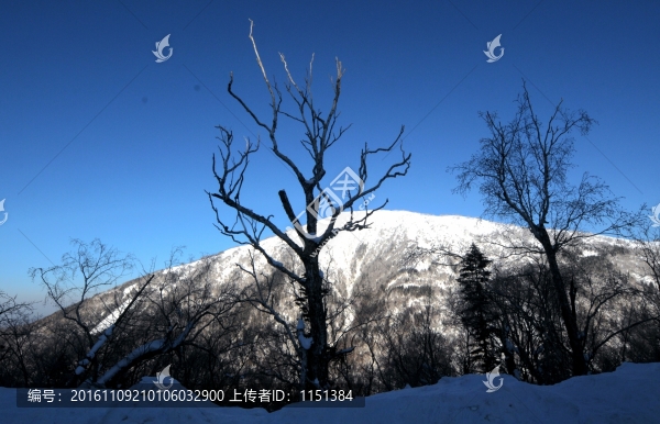 雪山樹影