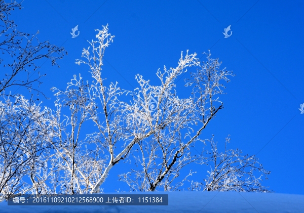 霧凇小景