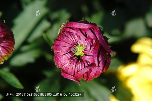 菊花