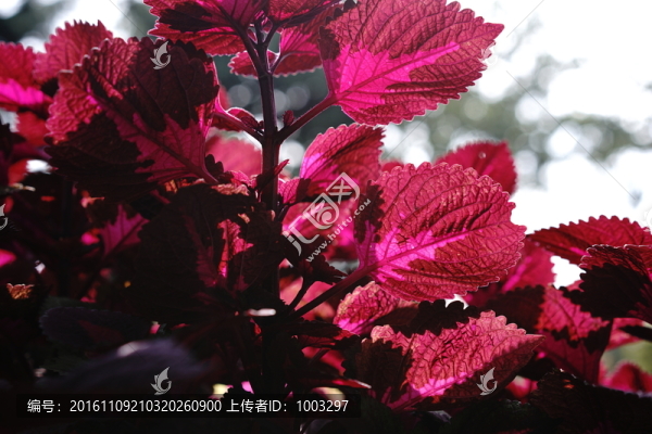 五色彩葉草