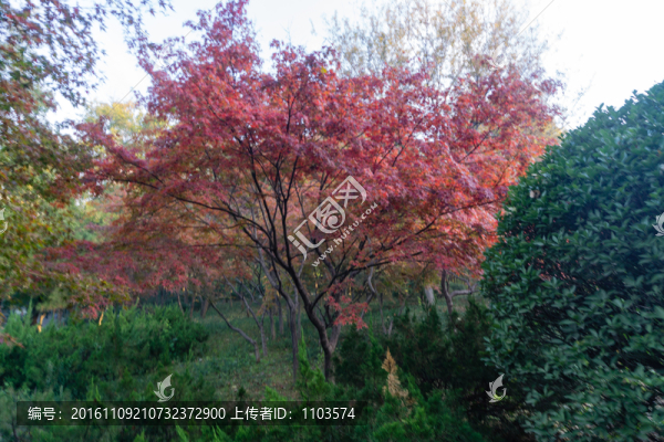 泉城公園秋色,（4）