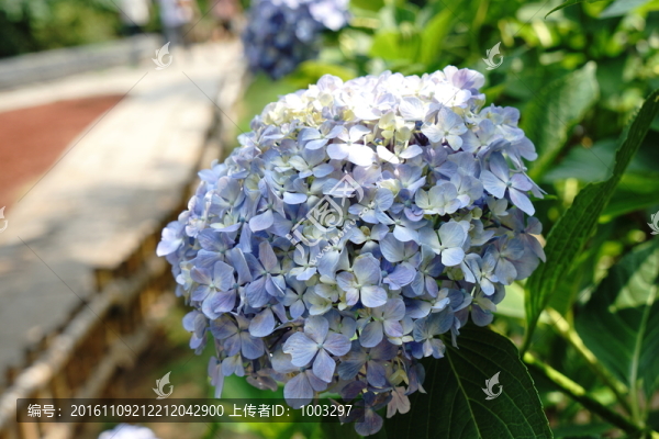 繡球