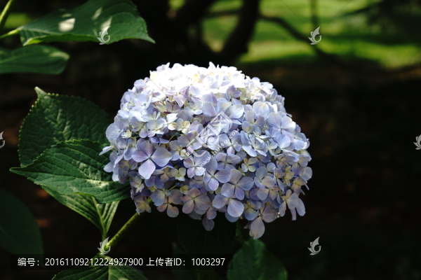 繡球