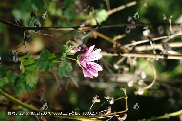 錦葵科