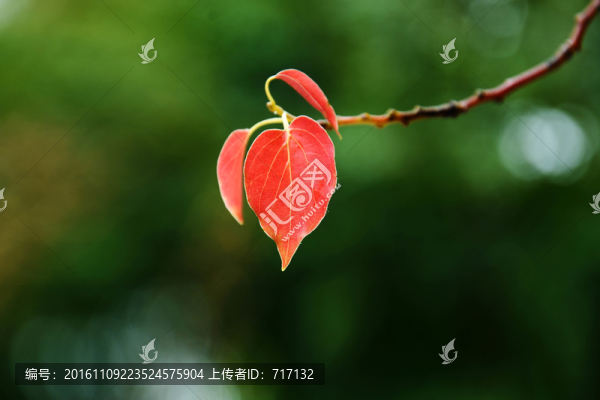 紅葉