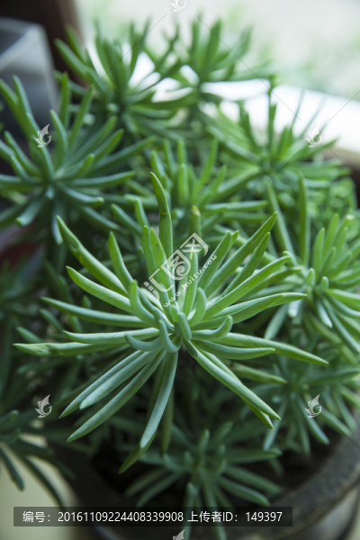 植物