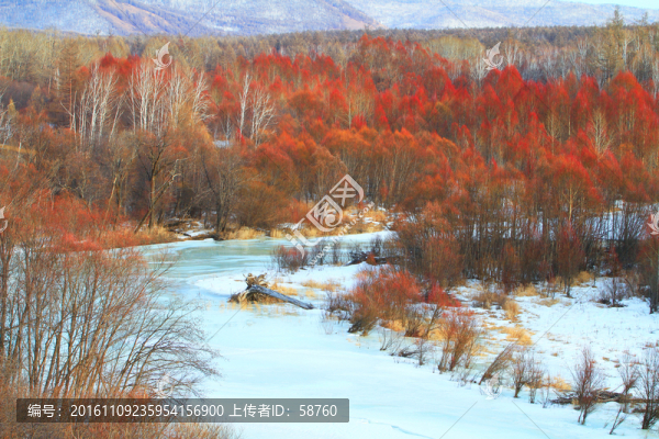 冰河紅柳