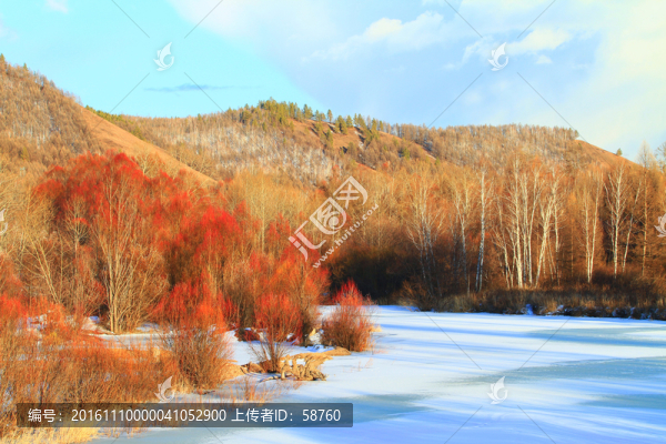 雪原紅柳