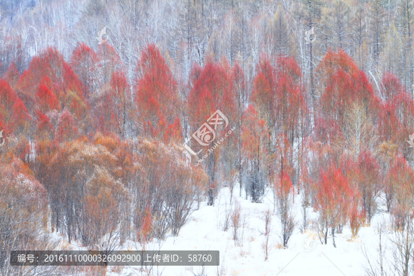 紅柳雪景