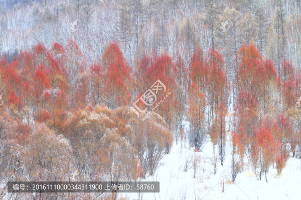 紅柳雪景