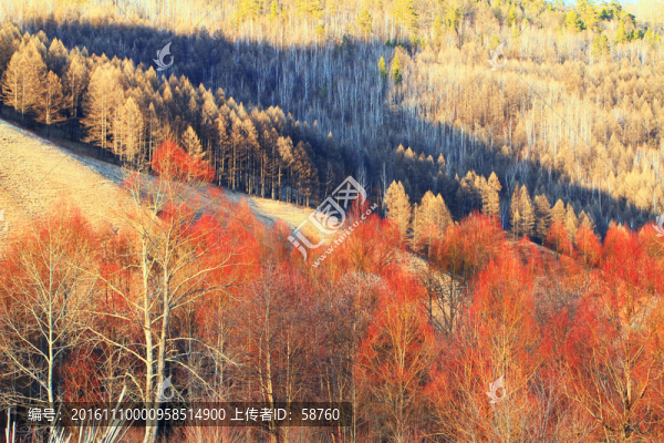 早春的紅柳風景
