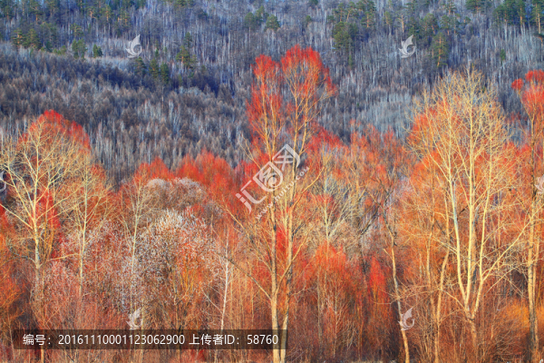 早春的紅柳風景