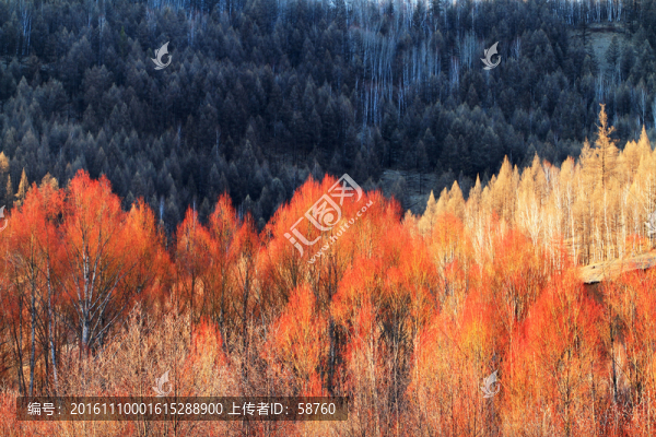 早春的紅柳風(fēng)景