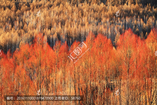 早春的紅柳風景