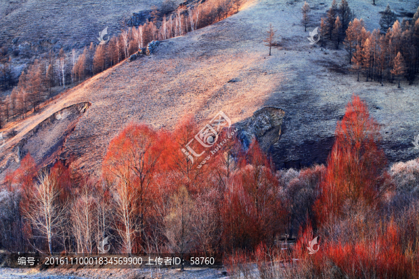 早春紅柳雪景