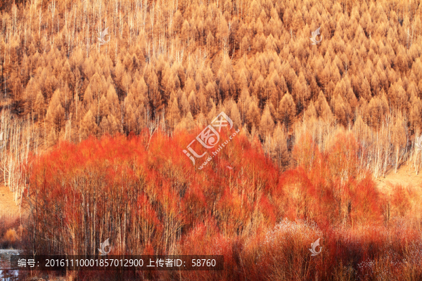 早春的紅柳