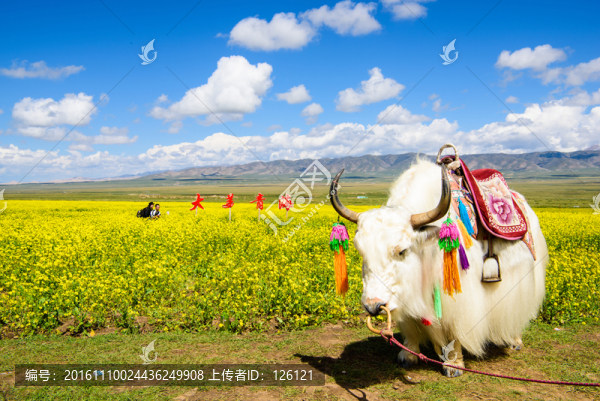 青海湖風(fēng)光