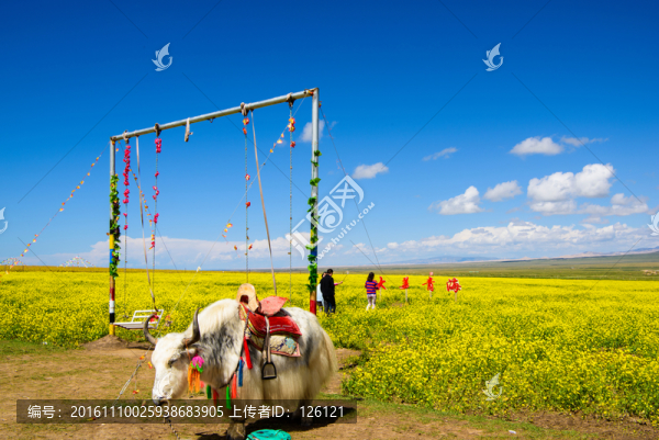 青海湖風(fēng)光