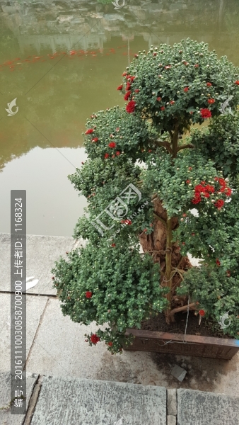 靜翠湖紅鯉